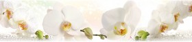 Кухонный фартук КМ 155 Орхидея Капли Цветы в Красноярске - krasnoyarsk.katalogmebeli.com | фото