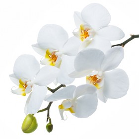 Стол обеденный Танго белый/Орхидея в Красноярске - krasnoyarsk.katalogmebeli.com | фото 3